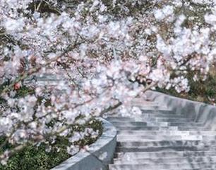 不花一分钱就能瞅到矢量鱼的“礼服佳代子”，这算不算人生的一小步？